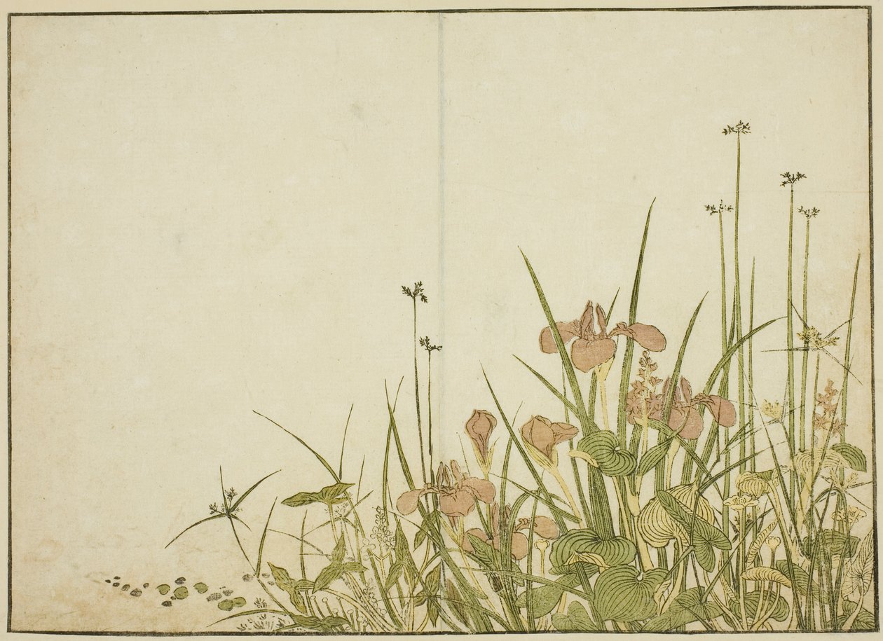 Flores de verano: lirios y plantagos de agua, del libro "Espejo de mujeres hermosas de los barrios de placer (Seiro bijin awase sugata kagami)," vol. 1 de Katsukawa Shunsho
