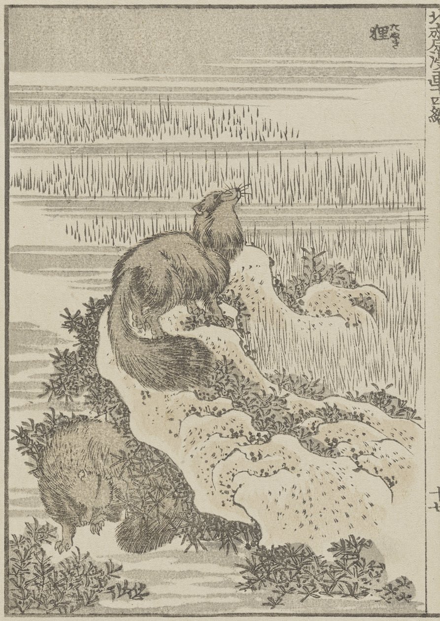 Tejón, c. 1840 de Katsushika Hokusai