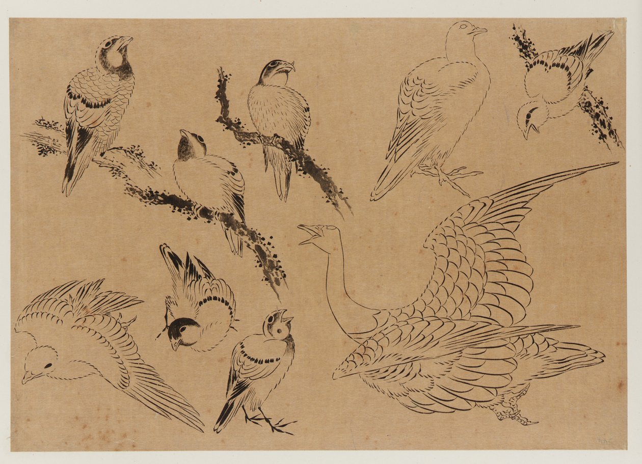 Aves, período Edo, finales del siglo XVIII-principios del siglo XIX de Katsushika Hokusai