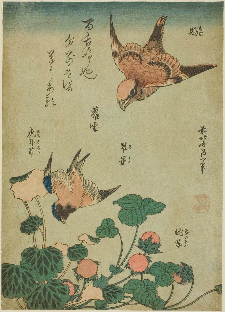 Alcaudón cabecigrís y azulejo con saxífraga y fresa silvestre (Mozu, ruri, yukinoshita, hebi-ichigo), de una serie sin título de flores y aves de Katsushika Hokusai