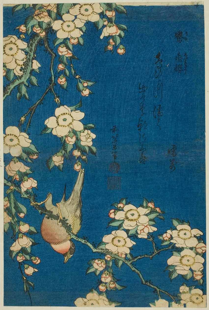 Camachuelo y cerezo llorón (Uso, shidarezakura), de una serie sin título de flores y pájaros de Katsushika Hokusai