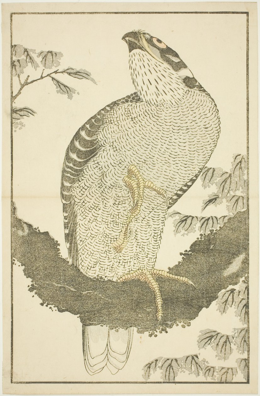 Halcón, de El libro de pinturas realistas de Hokusai (Hokusai shashin gafu) de Katsushika Hokusai