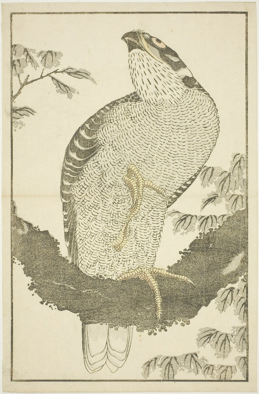 Halcón, del Libro de Imágenes de Pinturas Realistas de Hokusai (Hokusai shashin gafu) de Katsushika Hokusai
