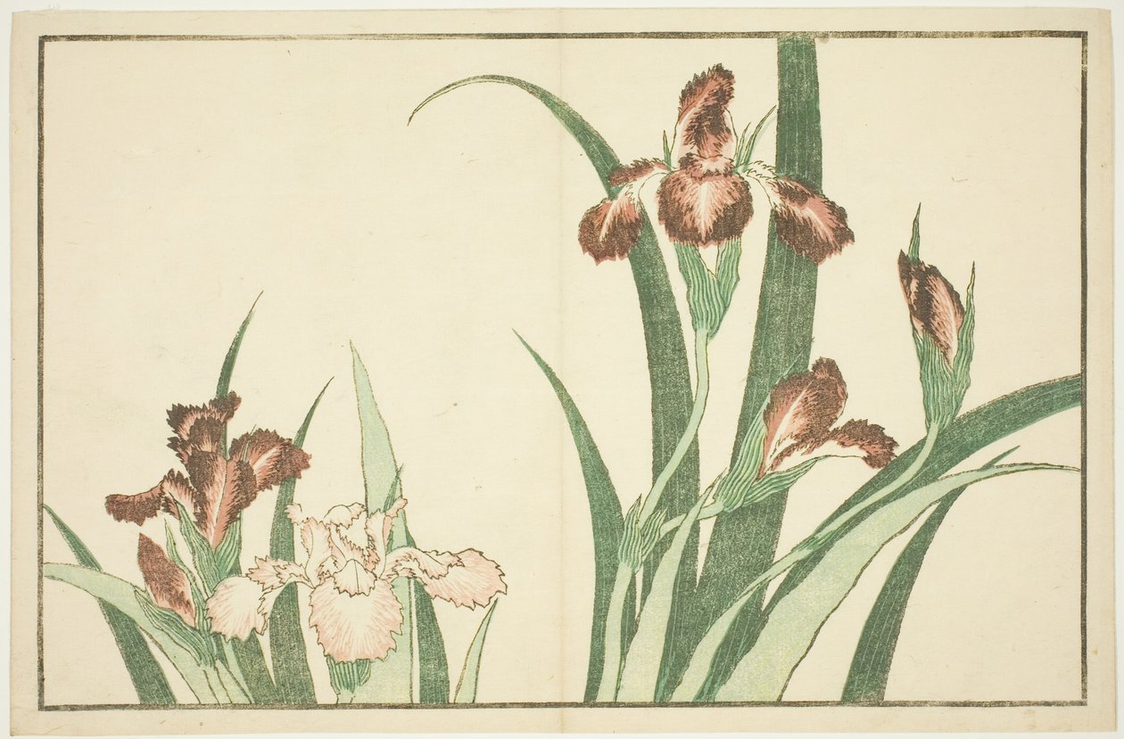 Iris, del Libro de Pinturas Realistas de Hokusai (Hokusai shashin gafu) de Katsushika Hokusai