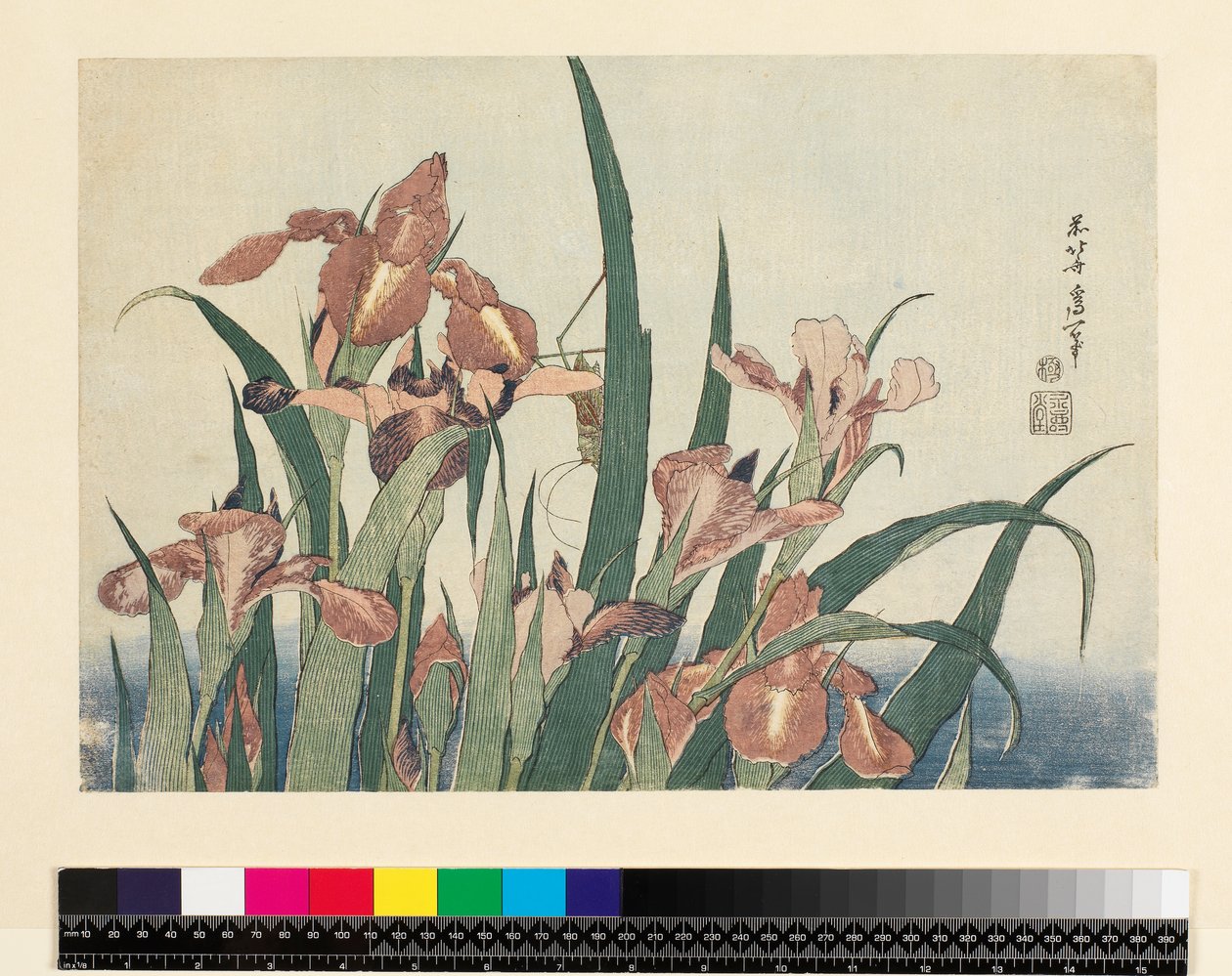 Iris y saltamontes, pub. por Nishimura Eijudo, c.1832 de Katsushika Hokusai