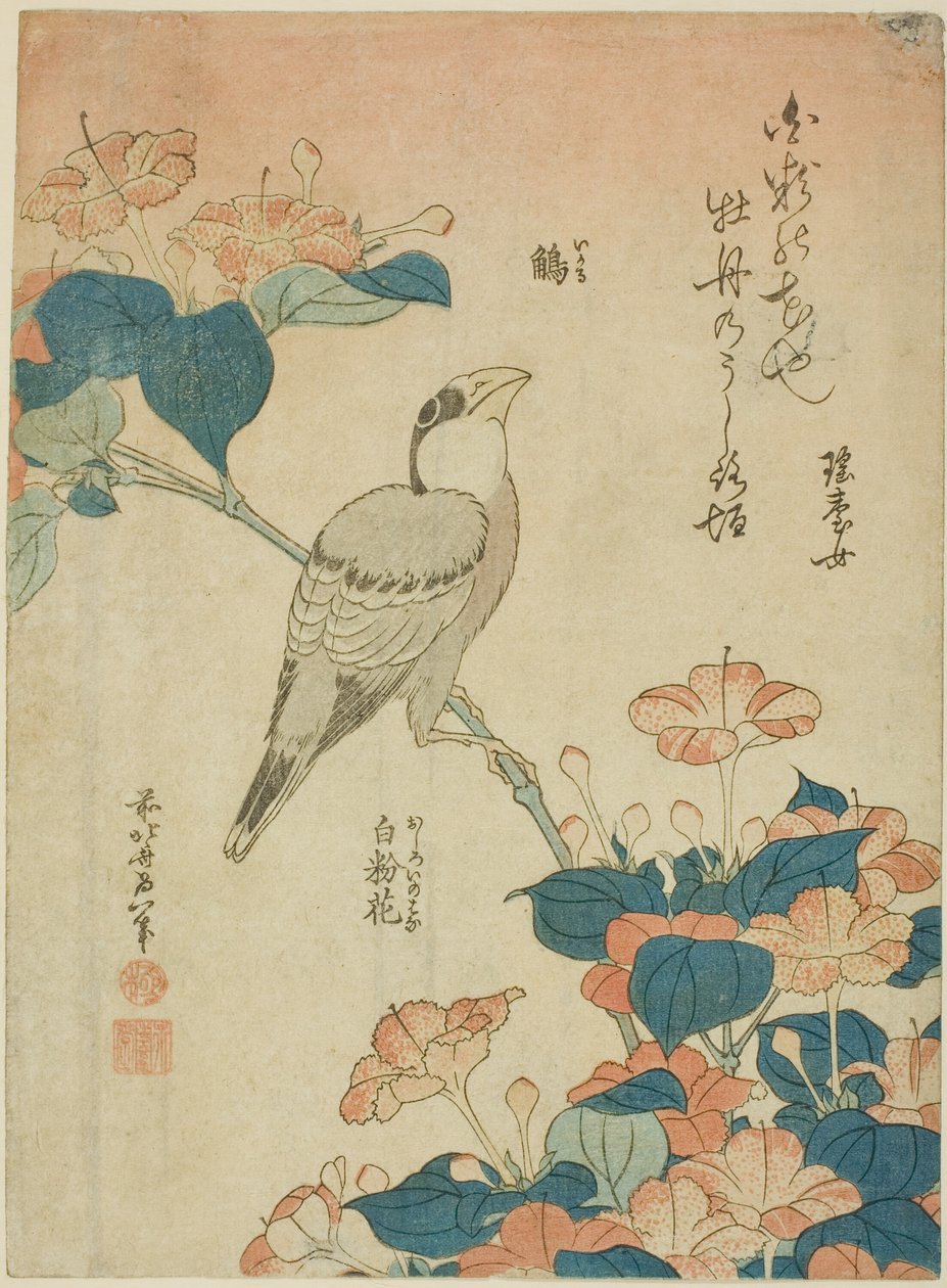 Grosbeak japonés y maravilla de Perú (Ikaru, oshiroi no hana), de una serie sin título de flores y pájaros de Katsushika Hokusai