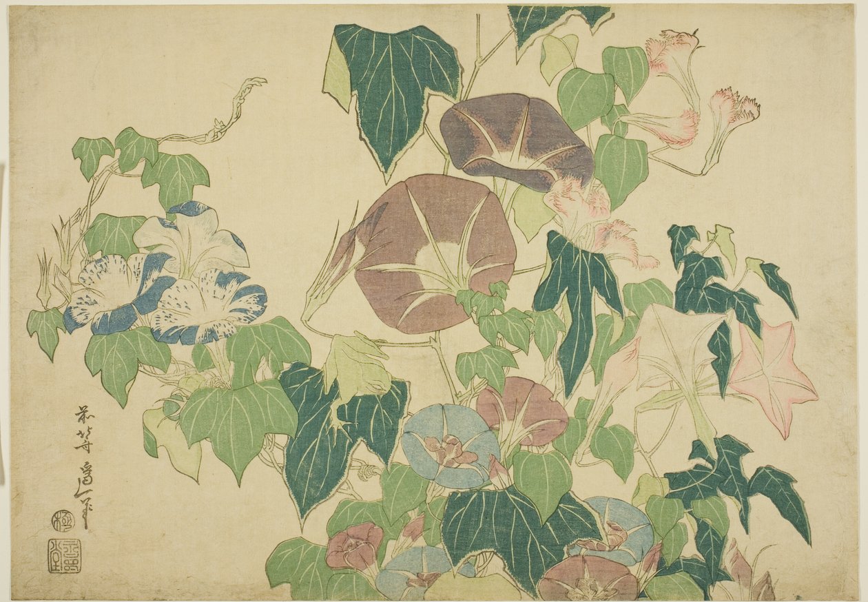 Glorias de la mañana y rana arbórea, de una serie sin título de flores grandes de Katsushika Hokusai