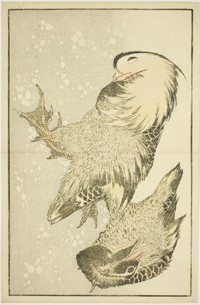 Dos aves acuáticas, del Libro de Pinturas Realistas de Hokusai (Hokusai shashin gafu) de Katsushika Hokusai