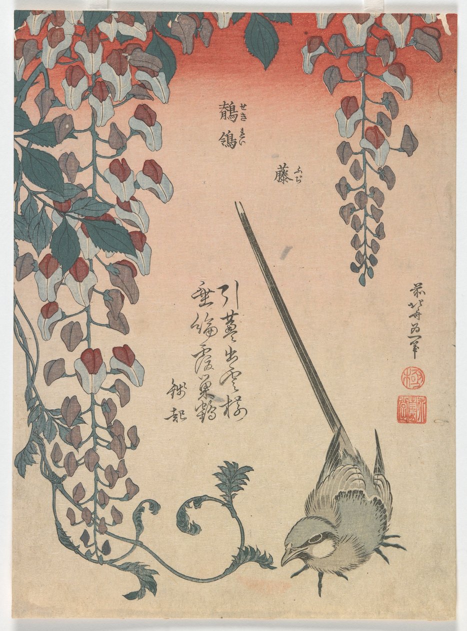 Lavandera y glicinia, período Edo, 1834 de Katsushika Hokusai