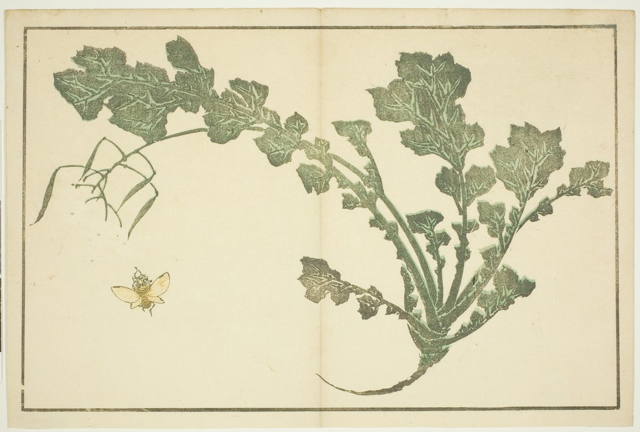 Avispa y Tallo de Nabo, de "El Libro de Imágenes Realistas de Hokusai (Hokusai shashin gafu)" de Katsushika Hokusai
