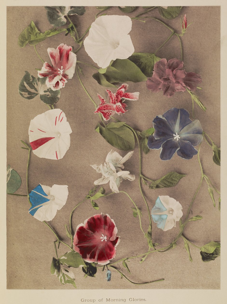 Grupo de campanillas de Kazumasa Ogawa
