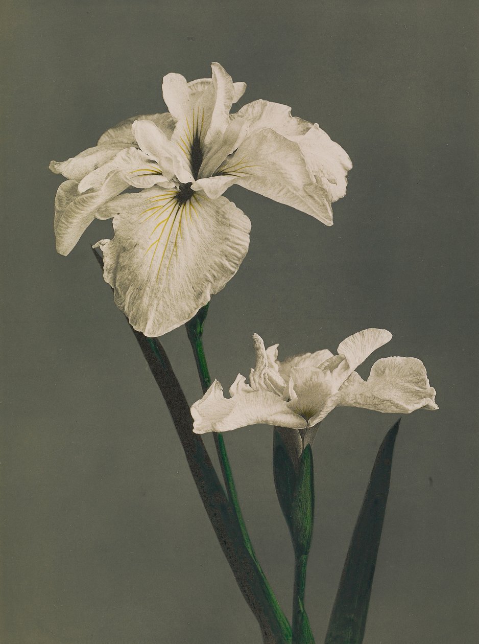 Iris Kaempferi, 1896 de Kazumasa Ogawa