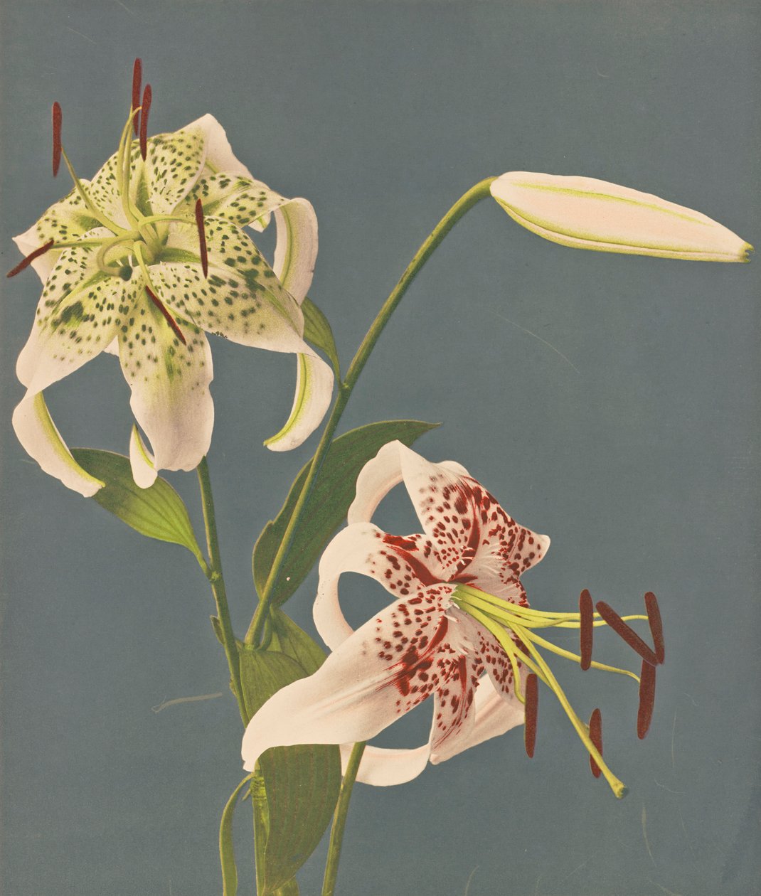 Lirios, 1897 de Kazumasa Ogawa