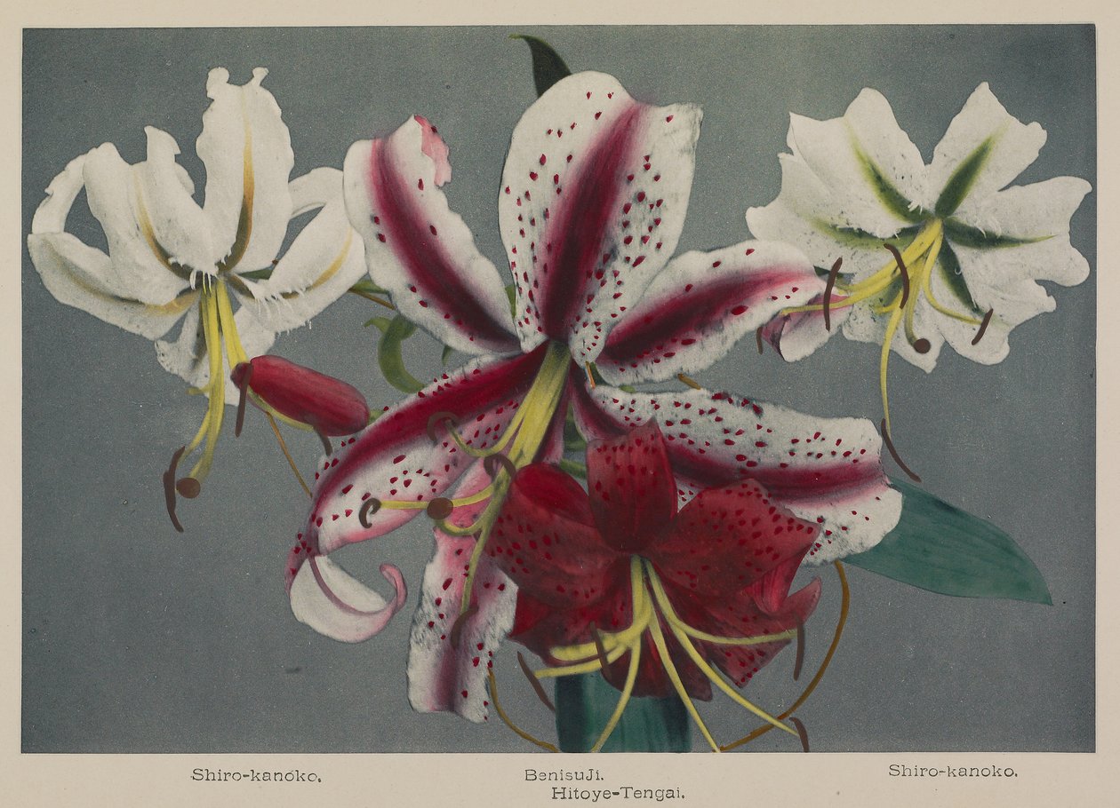 Lily de Kazumasa Ogawa