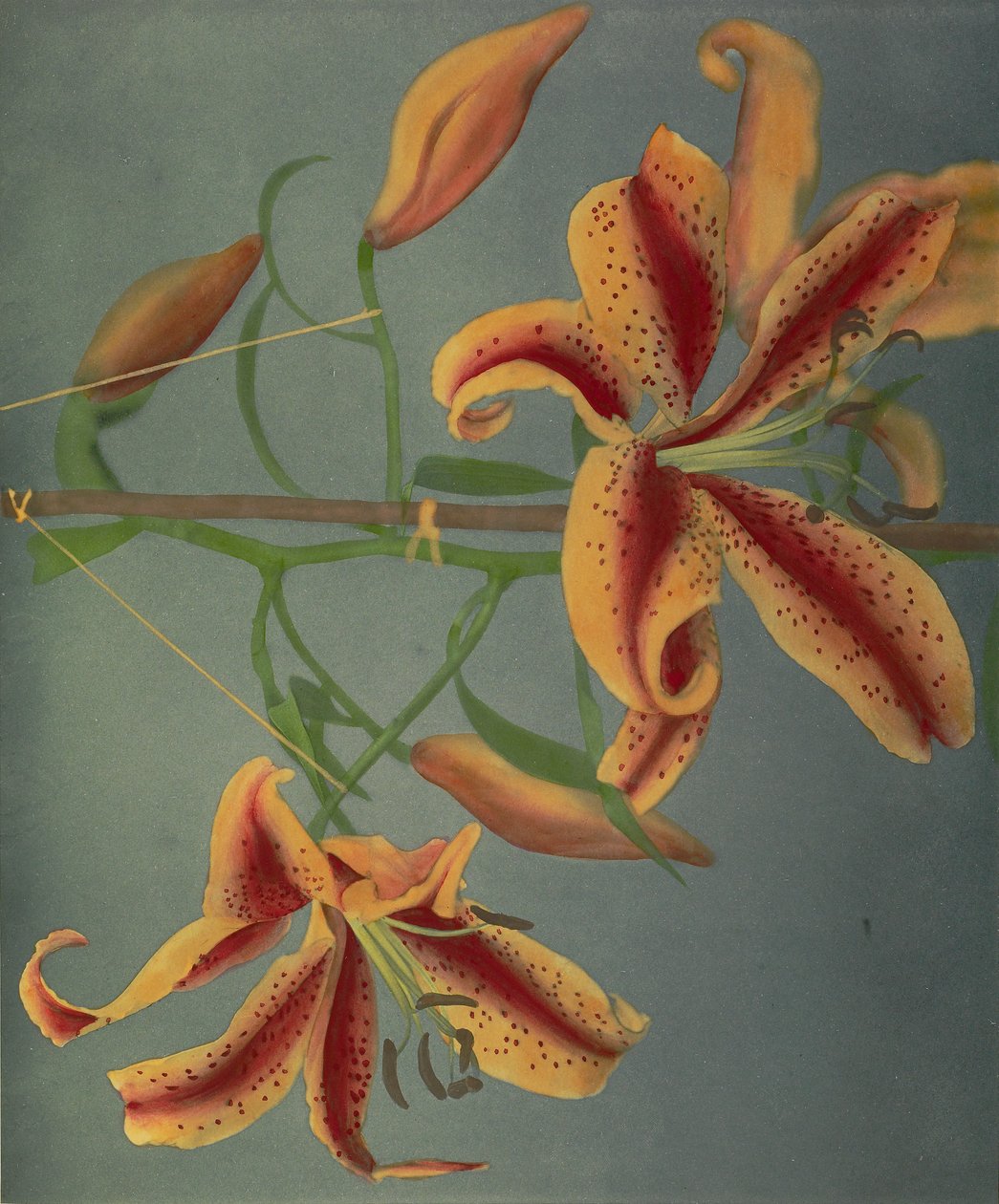 Lirio, 1896 de Kazumasa Ogawa