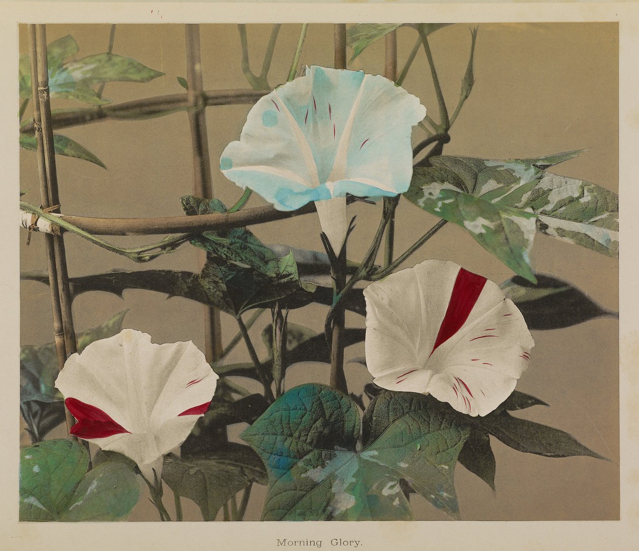 Gloria Matutina de Kazumasa Ogawa
