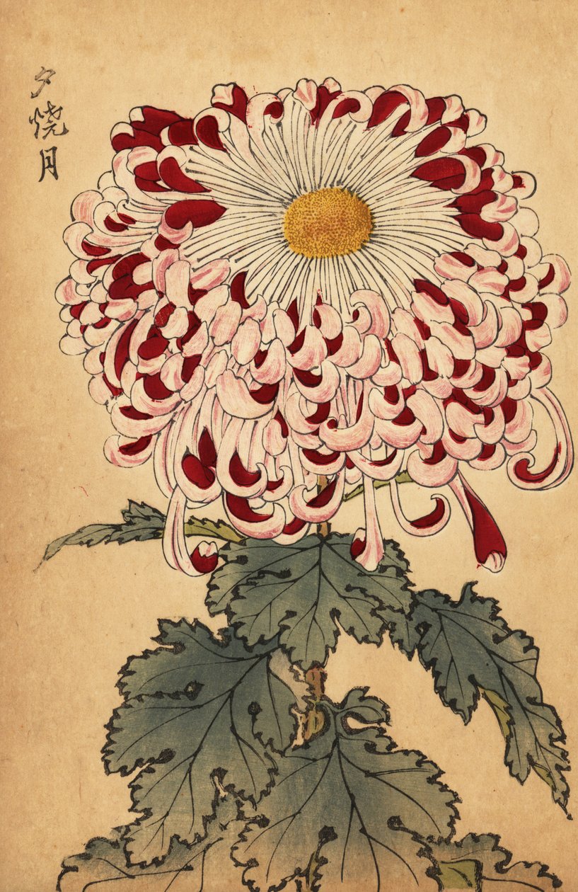 Crisantemo híbrido carmesí y blanco de cuchara.,1893 (grabado) de Keika Hasegawa