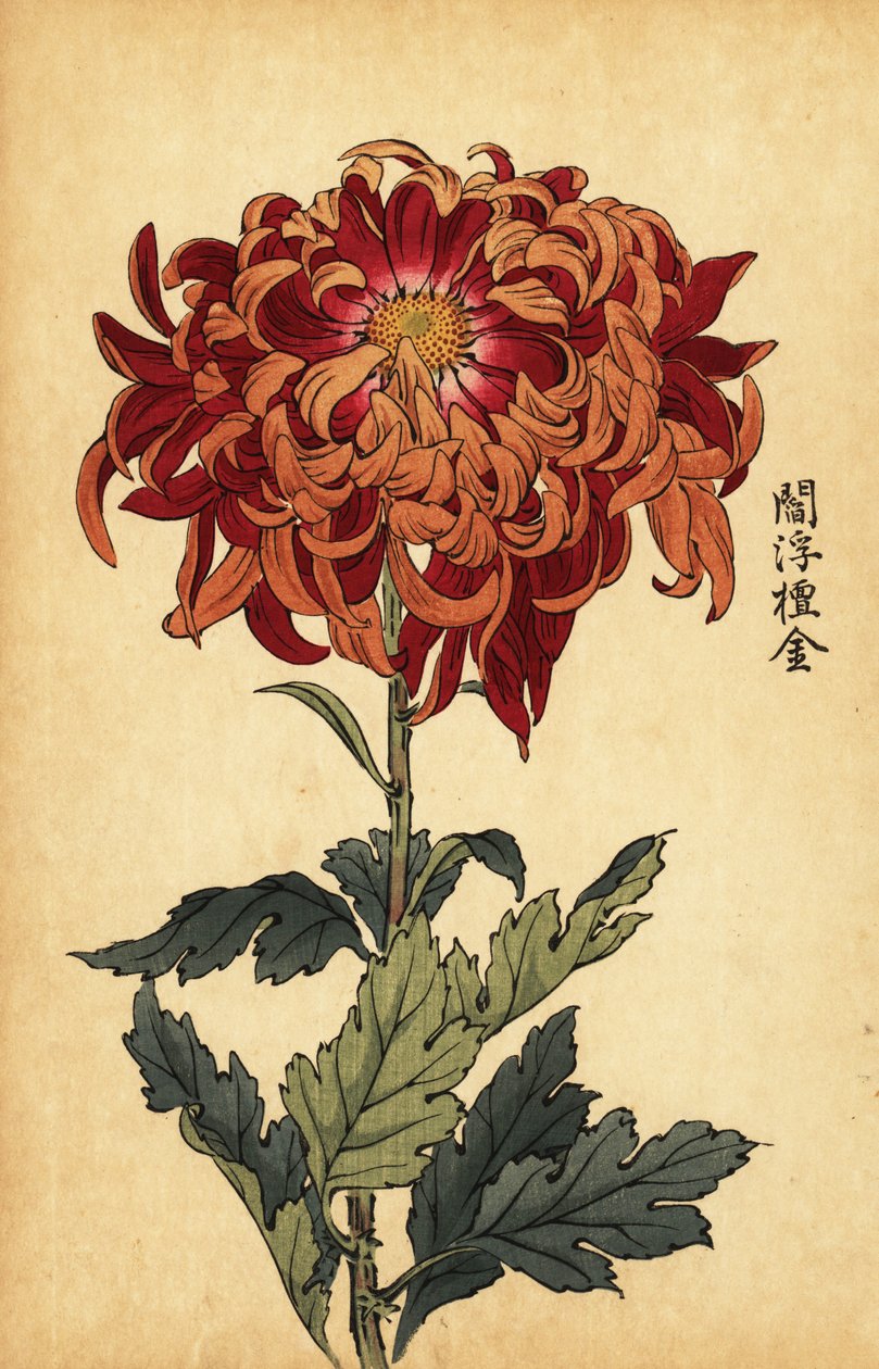Crisantemo híbrido naranja y carmesí.,1893 (grabado) de Keika Hasegawa