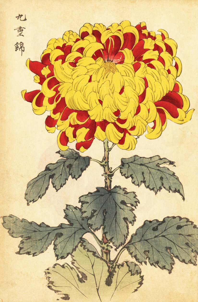 Crisantemo híbrido escarlata y amarillo.,1893 (grabado) de Keika Hasegawa