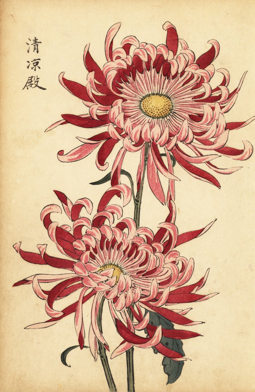 Crisantemo híbrido de color rosa y escarlata, 1893 (grabado) de Keika Hasegawa