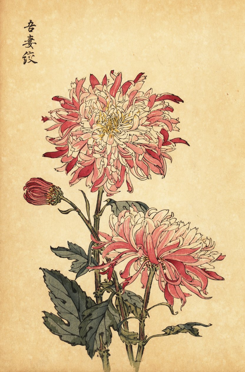 Crisantemo híbrido abigarrado blanco y rosa.,1893 (grabado) de Keika Hasegawa