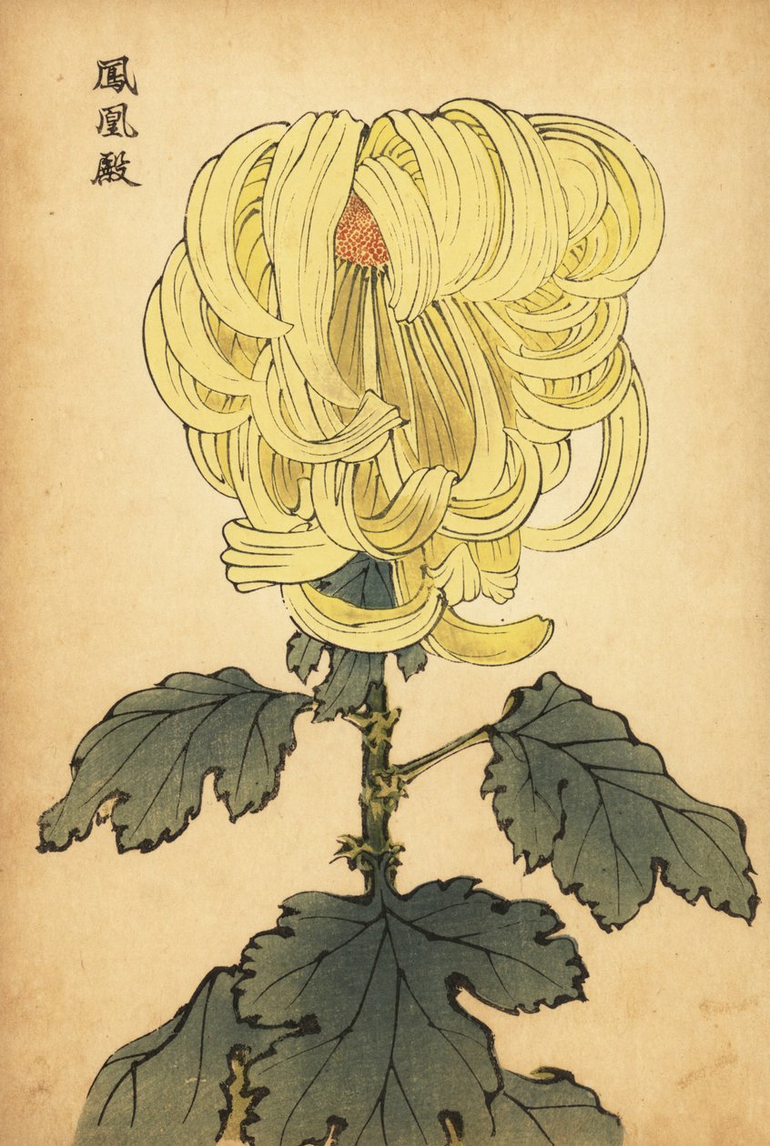 Crisantemo amarillo híbrido, 1893 (grabado) de Keika Hasegawa