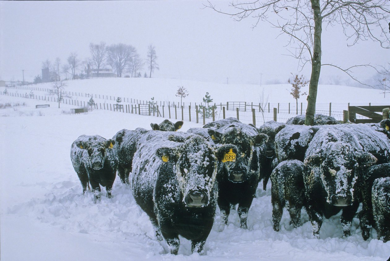 Ganado, Condado de Fauquier, VA, invierno, nieve, 2006 (foto) de Kenneth Garrett