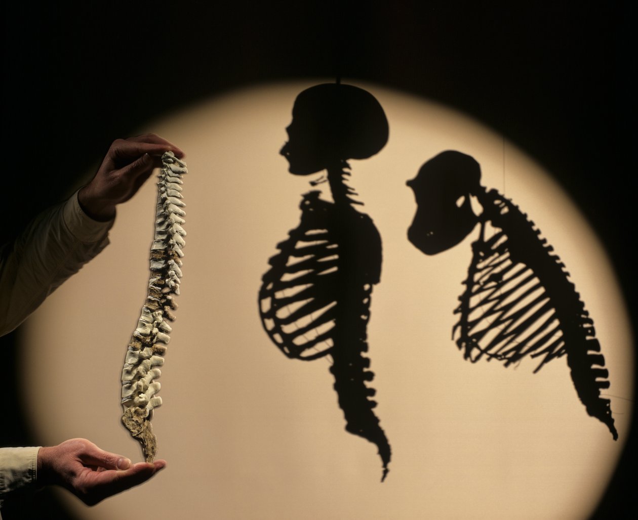 DOH, Los primeros pasos, Reconstrucción de la columna vertebral, Bruce Latimer, Cleveland Museum of Natura... de Kenneth Garrett