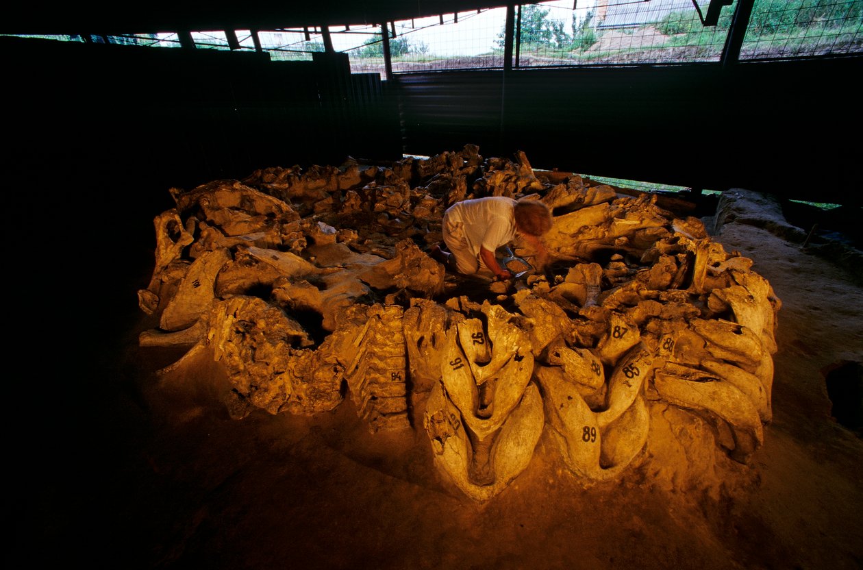Mandíbulas de mamut de una cabaña de huesos, Mezhirich, Ucrania, 2000 (foto) de Kenneth Garrett