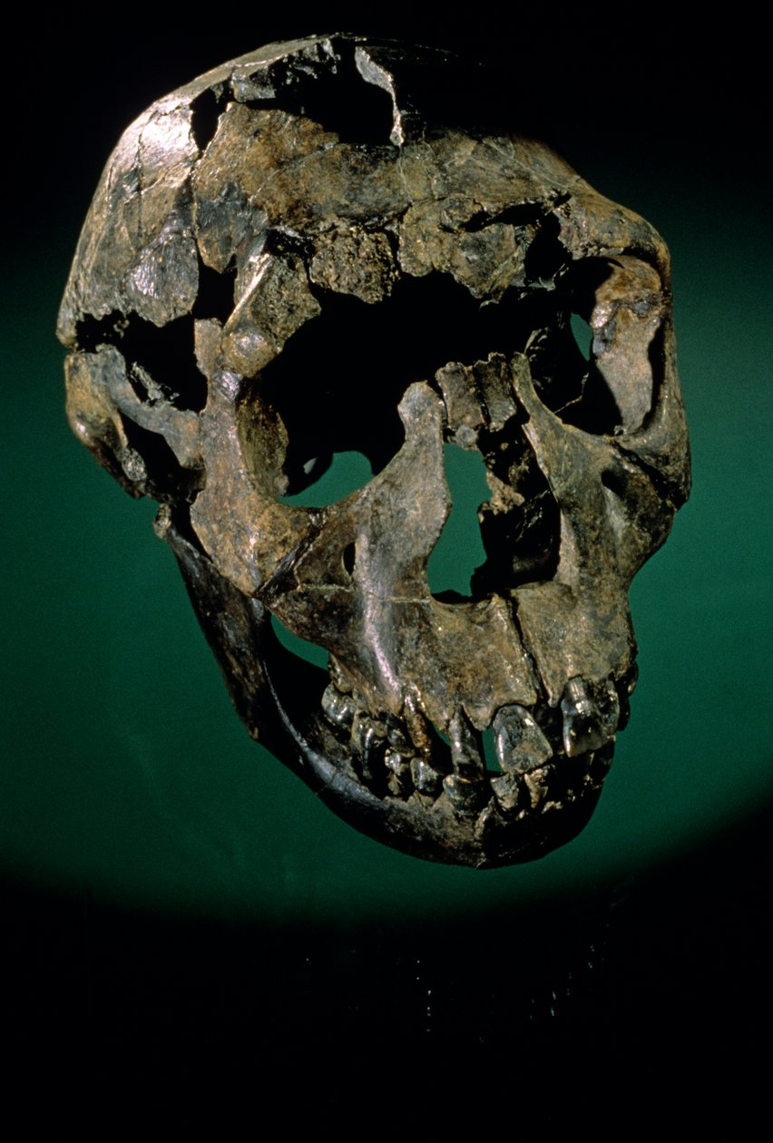 Turkana Boy, Kenia, Turkana Occidental, Lago Turkana, KNMER-WT15000, H. erectus, Nariokotome..., 2008 (foto) de Kenneth Garrett