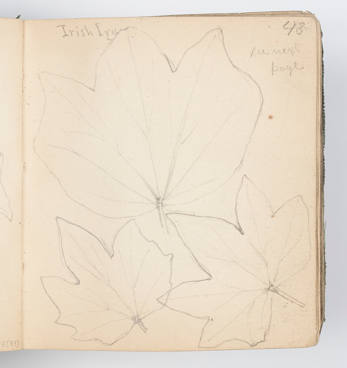 Página de cuaderno de bocetos: Hojas de hiedra irlandesa de Kenyon Cox