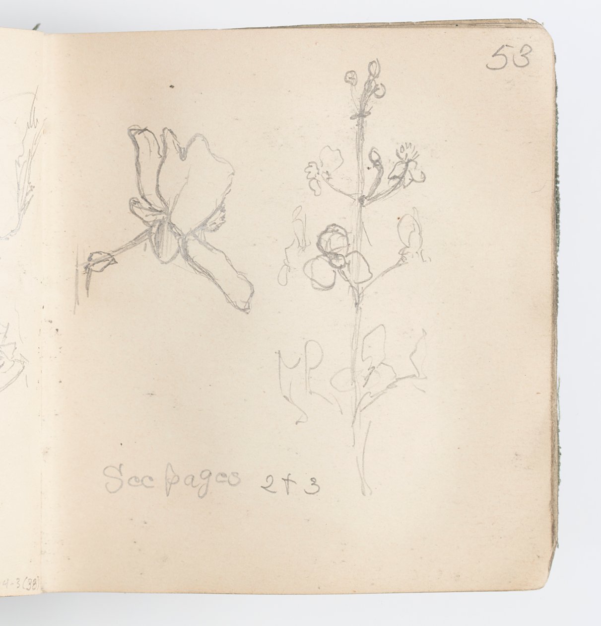Página de cuaderno de bocetos: Boceto de flor de Kenyon Cox