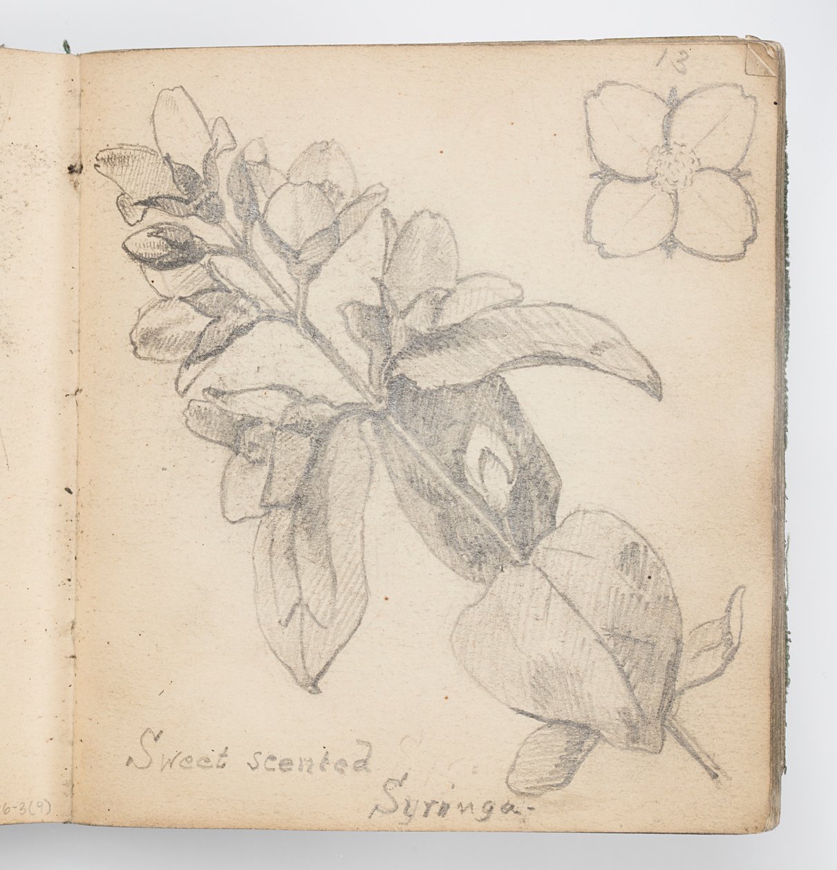 Página de cuaderno de bocetos: Syringa de dulce aroma de Kenyon Cox