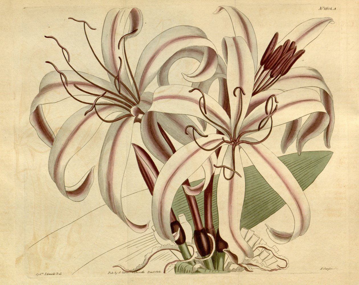 Crinum amabile de Ker Gawler