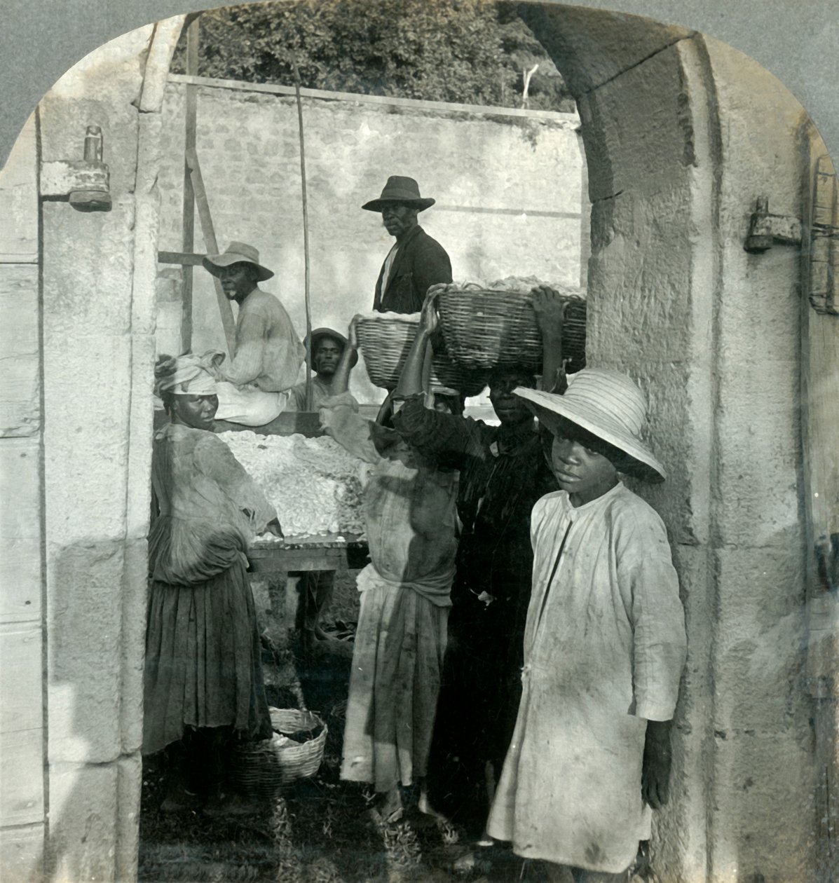 Cacao fresco de las vainas, Dominica, B.W.I., 1893 de Keystone View Company