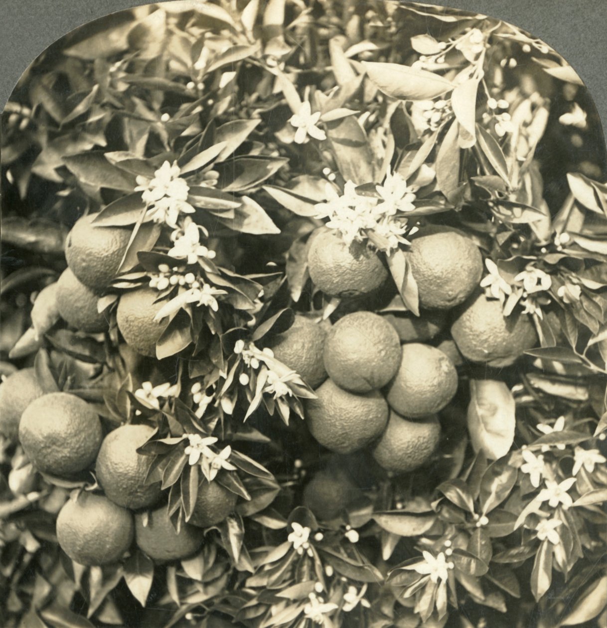 Flores de Naranjo y Naranjas Maduras Creciendo en el Mismo Árbol, California, c1900 de Keystone View Company