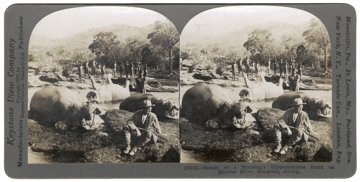 Resultado de una caza matutina de hipopótamos en el río Mlembo, Rodesia, África, 1910 de Keystone View Company