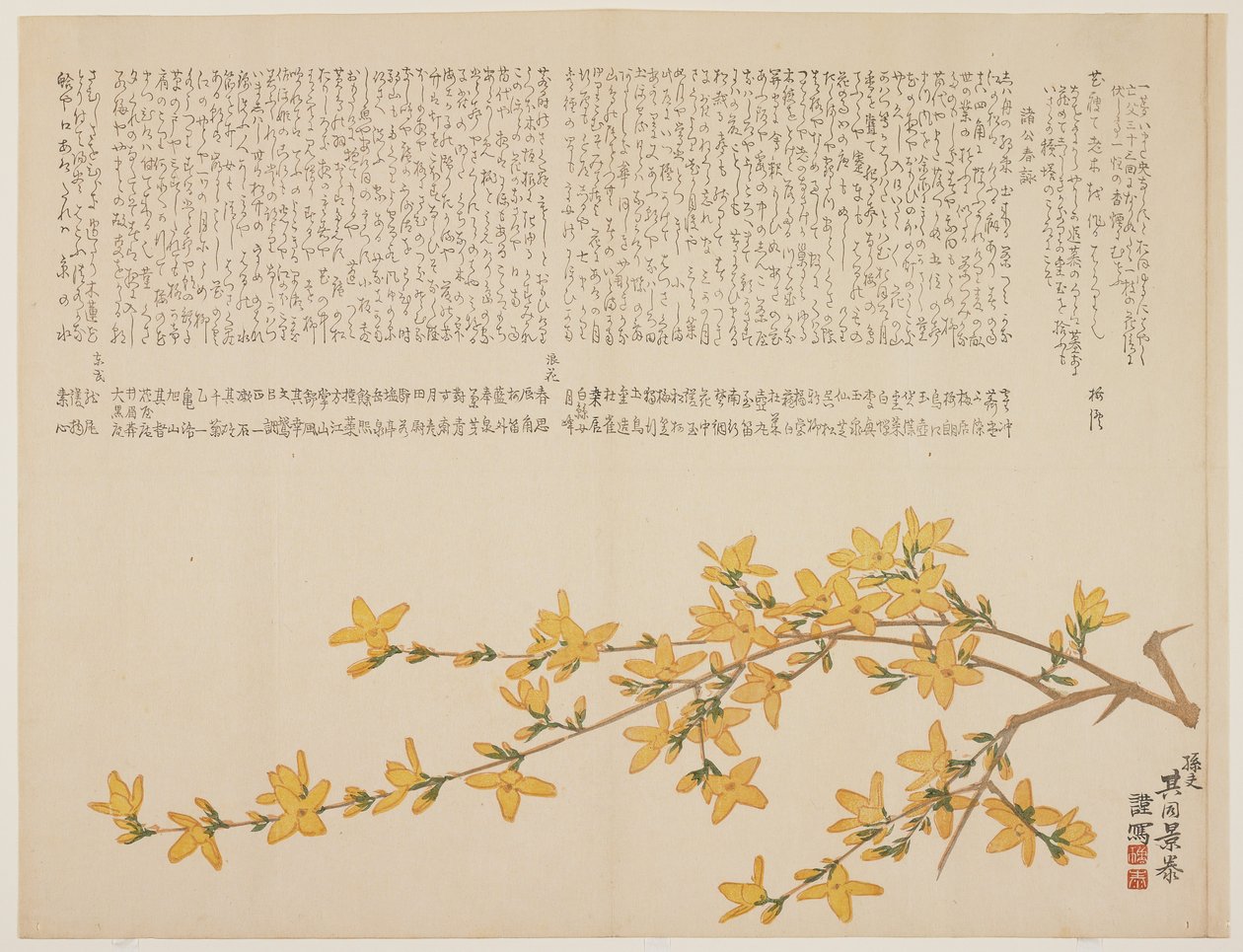 Rosa amarilla japonesa, o Yamabuki, c.1818-29 de Kid Kageyasu