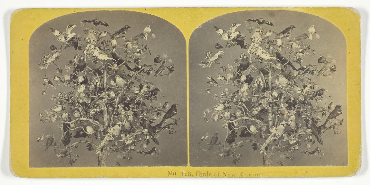 Aves de Nueva Inglaterra, 1855-75. Creadores: Hermanos Kilburn, BW Kilburn de Kilburn Brothers, BW Kilburn