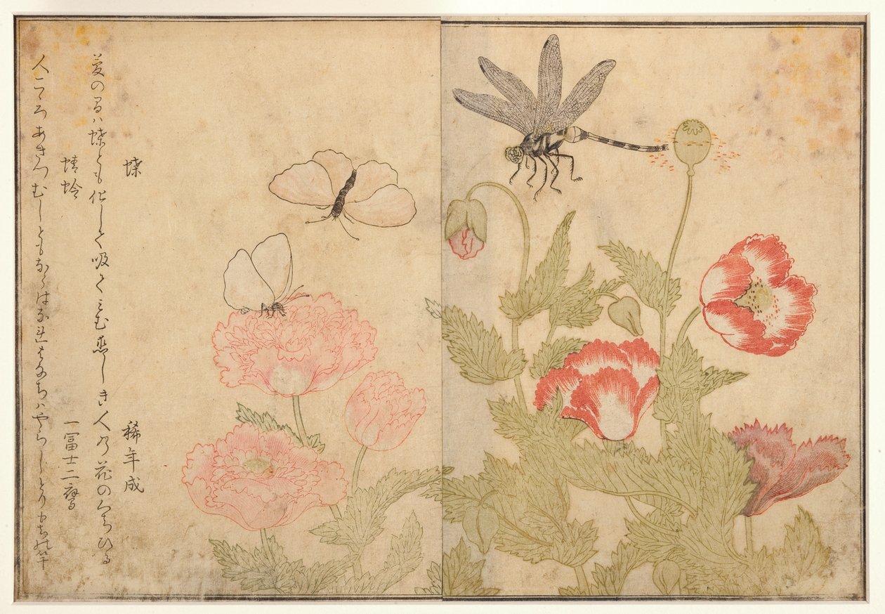Mariposa y libélula, 1788 de Kitagawa Utamaro