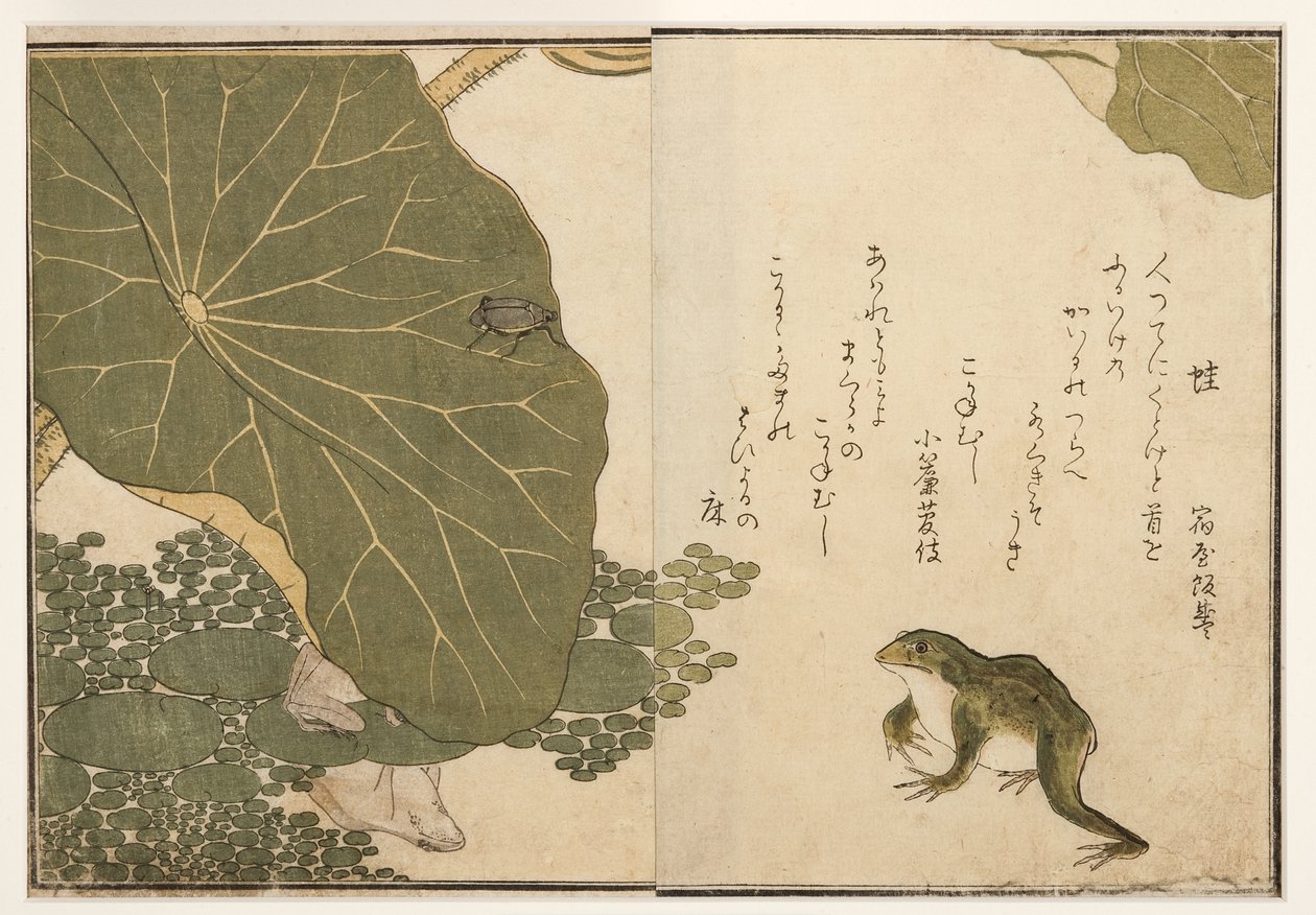 Ranas y escarabajo dorado, 1788 de Kitagawa Utamaro