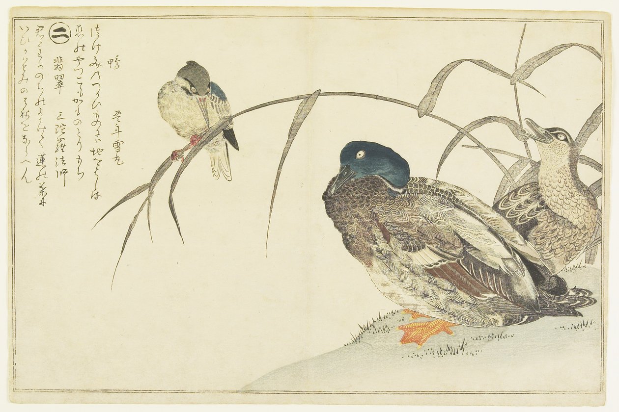 Ánades reales y un martín pescador de Kitagawa Utamaro