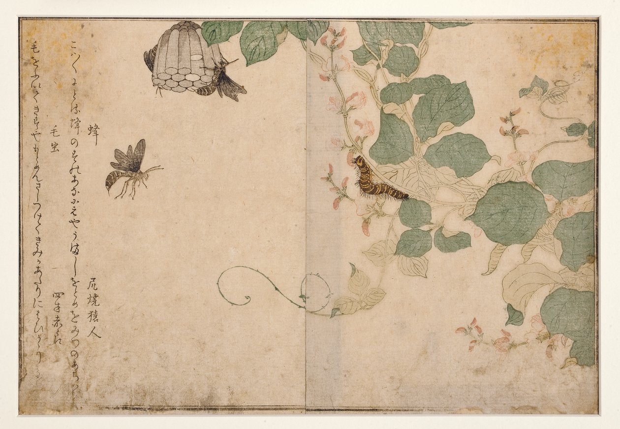 Avispas y oruga peluda, 1788 (xilografía) de Kitagawa Utamaro
