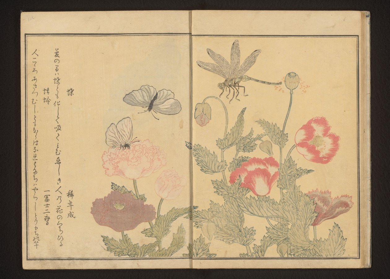 Mariposas y libélulas cerca de amapolas de Kitagawa Utamaro