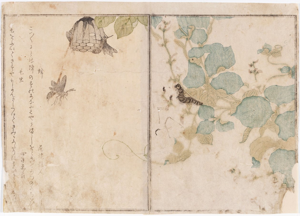Orugas y abejas de Kitagawa Utamaro