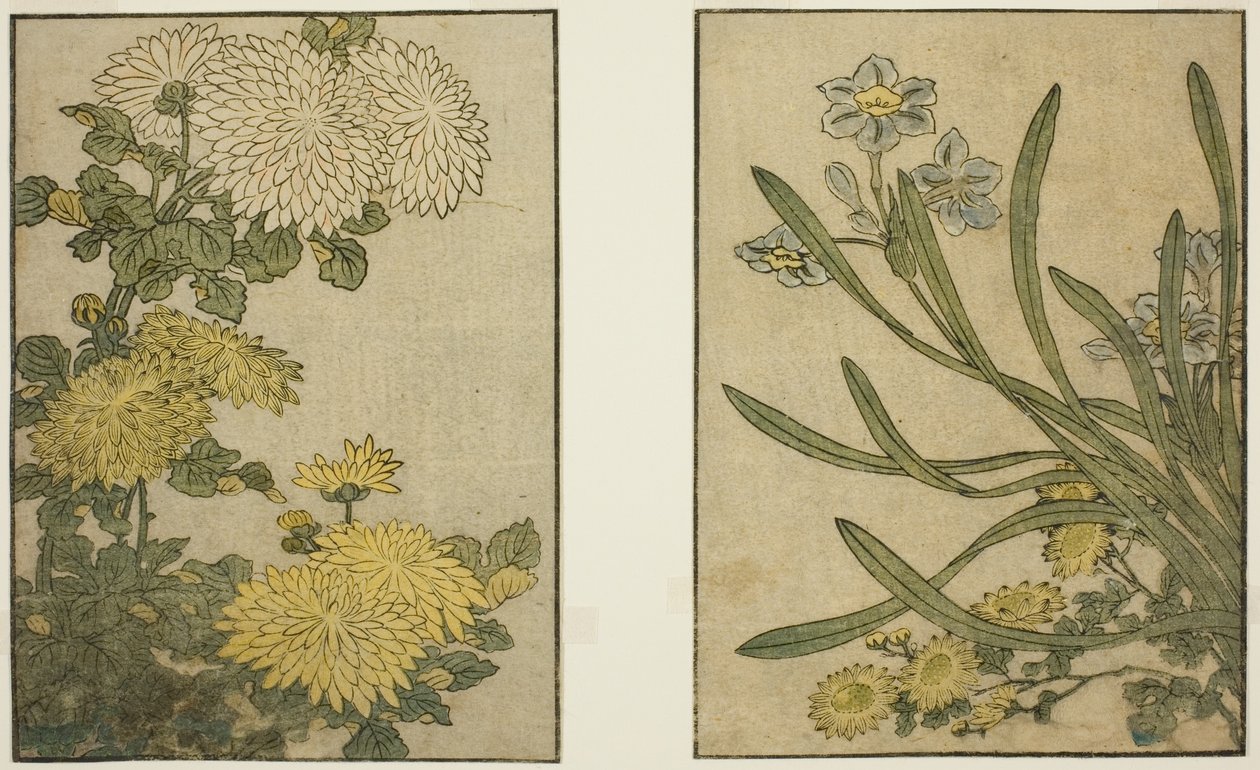 Crisantemo y narciso, del libro ilustrado "Libro de imágenes: Flores de las cuatro estaciones (Ehon shiki no hana)," vol. 2 de Kitagawa Utamaro