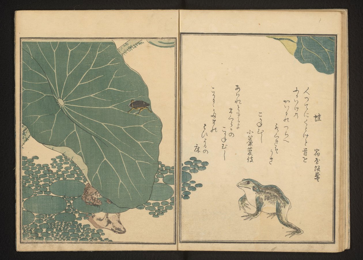 Ranas y bicho de oro cerca de loto de Kitagawa Utamaro