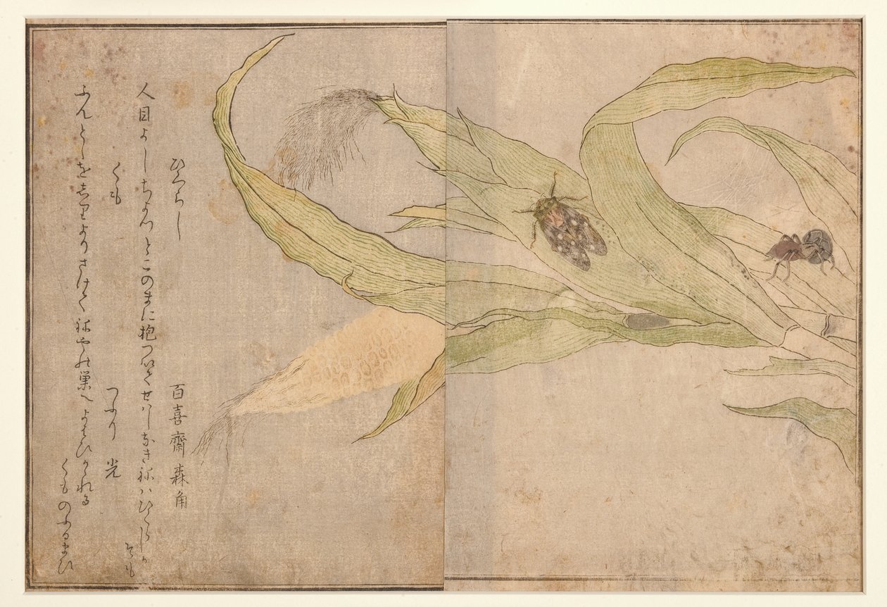 Higurashi y araña, 1788 (xilografía) de Kitagawa Utamaro