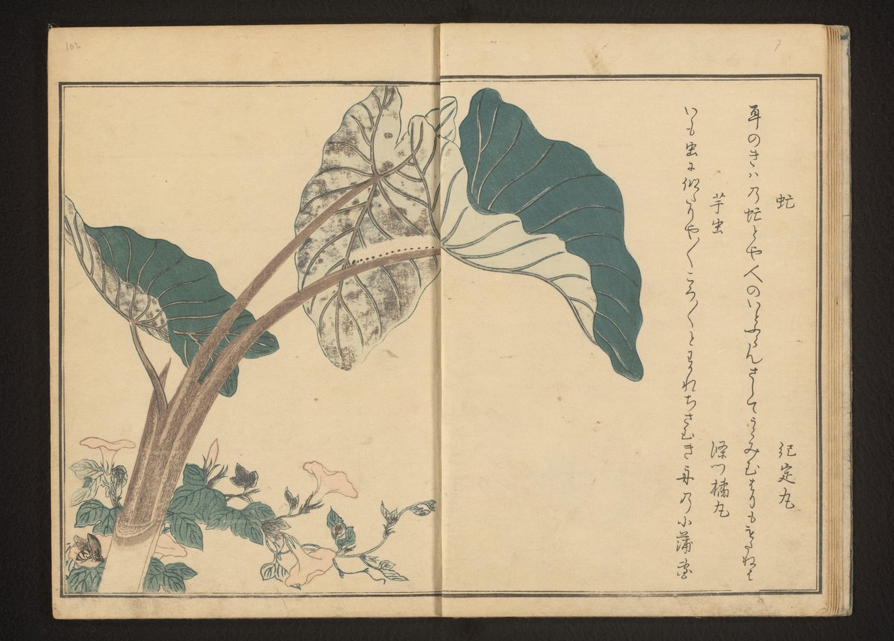 Tábano en enredadera y oruga en planta de taro de Kitagawa Utamaro