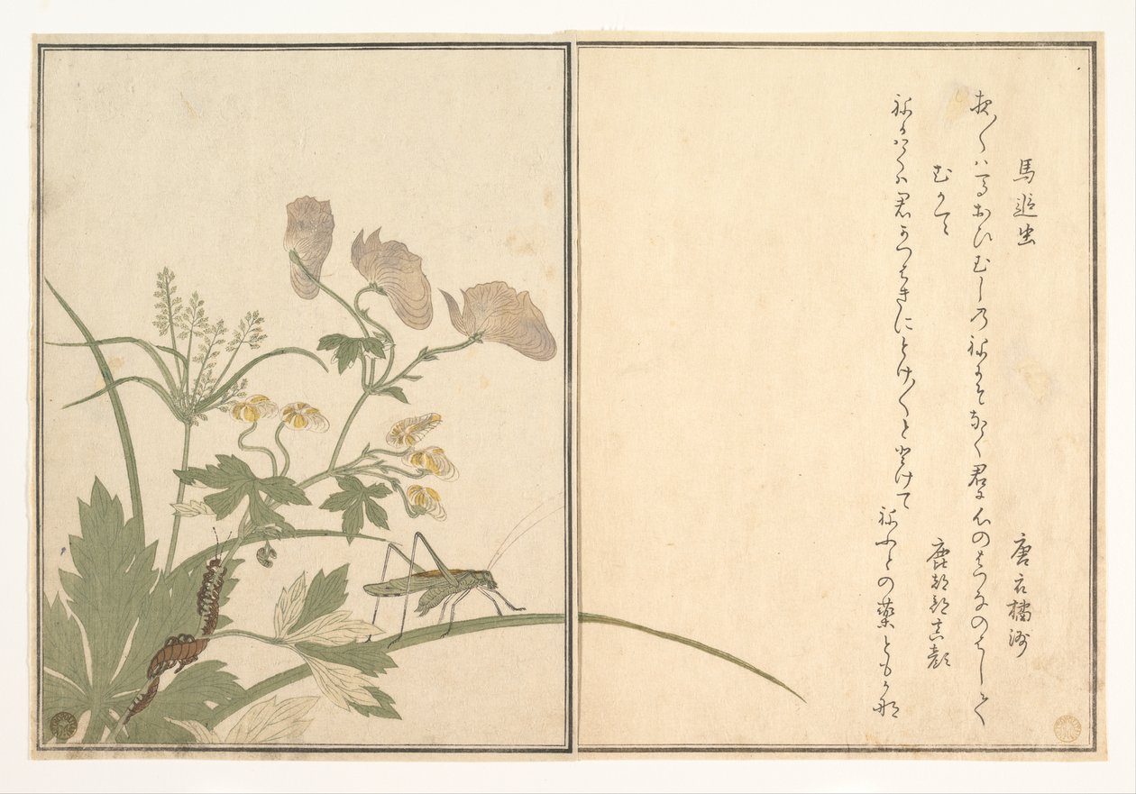 Saltamontes (Umaoi-mushi); ciempiés (Mukade), del libro ilustrado «Criaturas que se arrastran» (Ehon mushi erami) de Kitagawa Utamaro